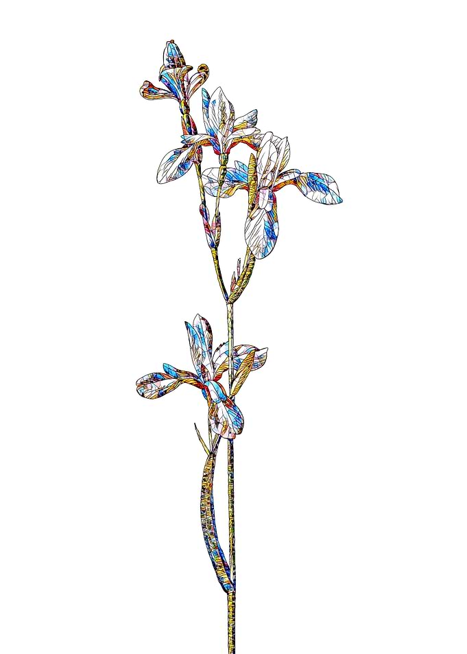Stained Glass Iris Flower