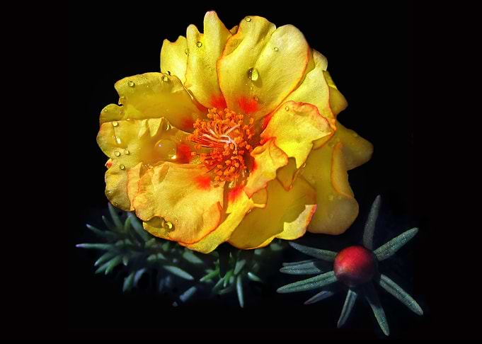 Dew Drop Flower