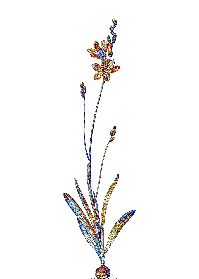 Stained Glass Botanical