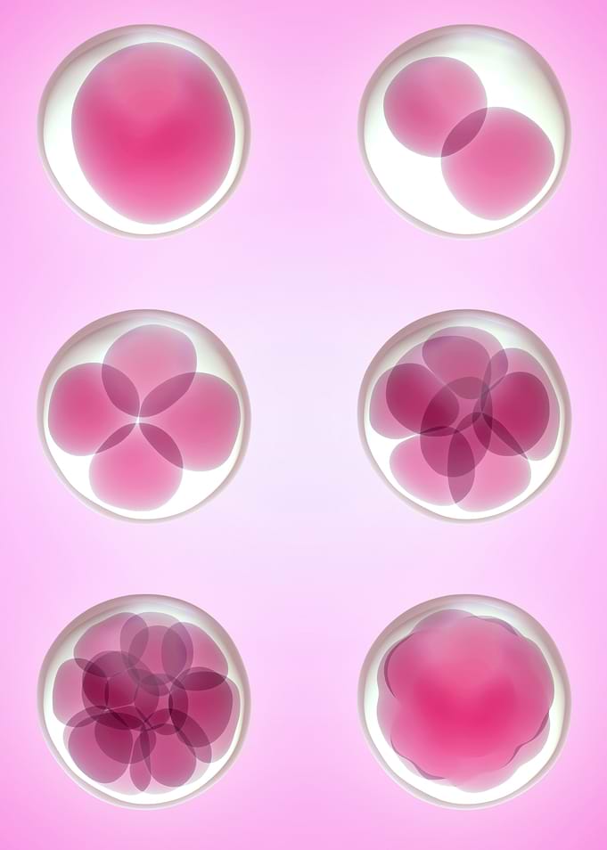 Human Egg Cells Purple