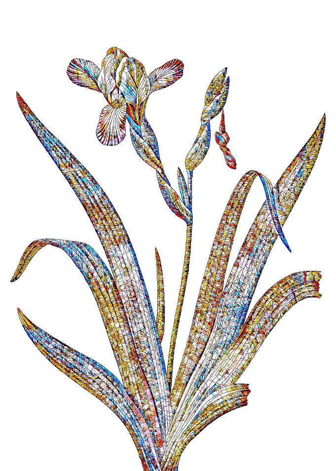 Stained Glass Iris Flower