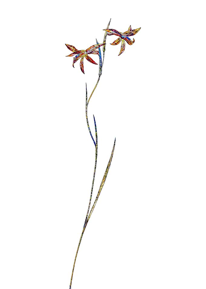 Stained Glass Gladiolus