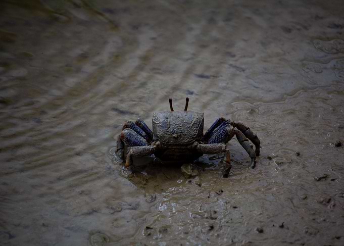 crab