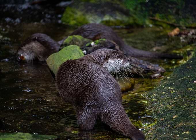 Otter