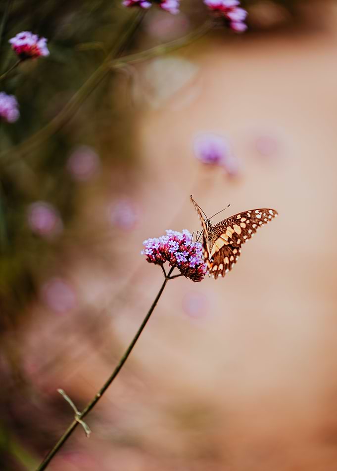 Sunshine Dancer