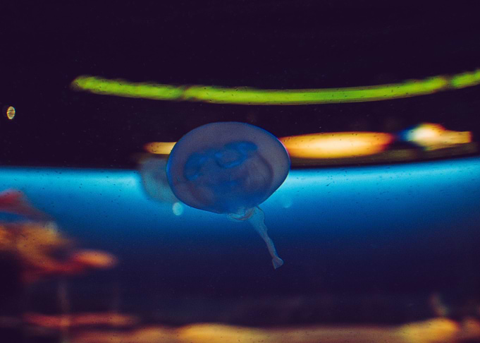 Meduse