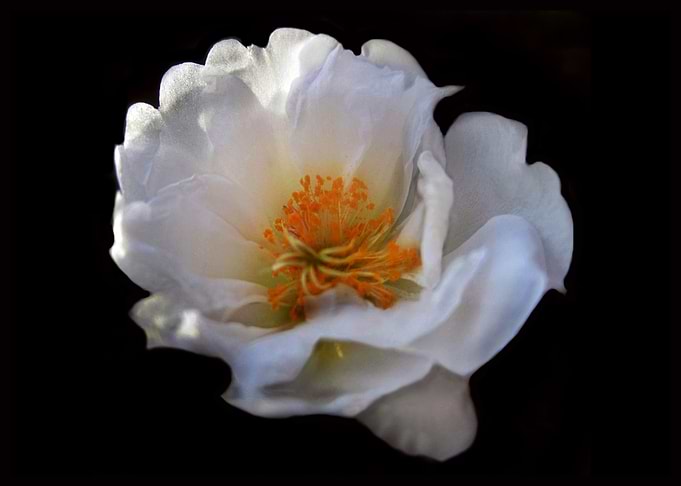 White Summer Flower 1