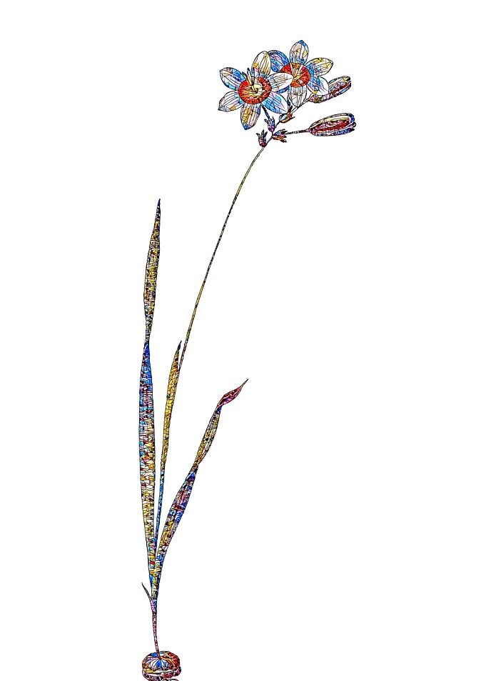 Stained Glass Ixia Flower