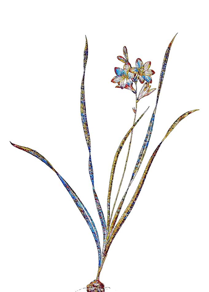 Stained Glass Gladiolus