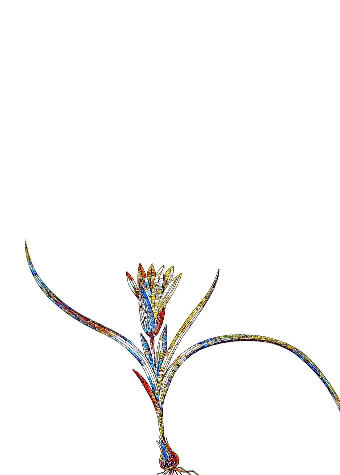 Stained Glass Ixia Flower