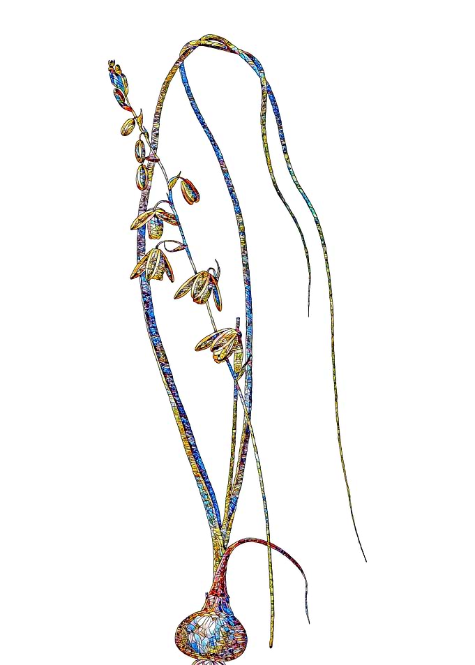 Stained Glass Botanical