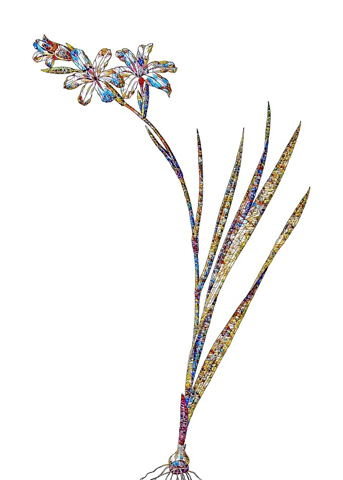 Stained Glass Gladiolus