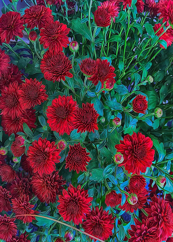 Red Mums
