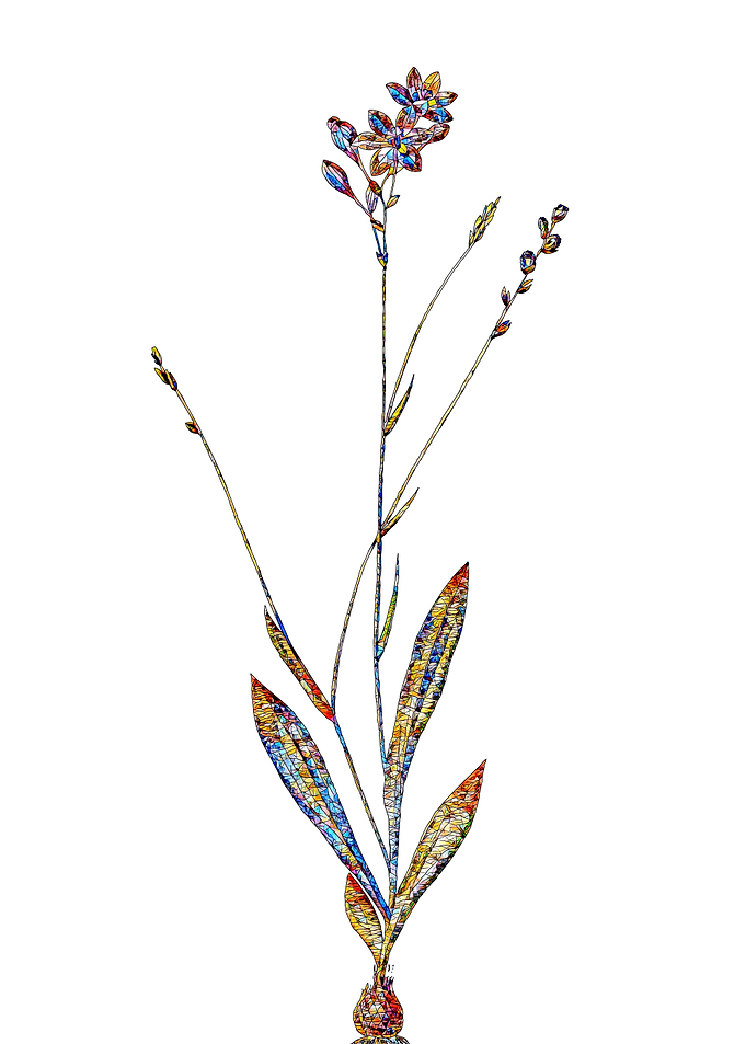 Stained Glass Gladiolus