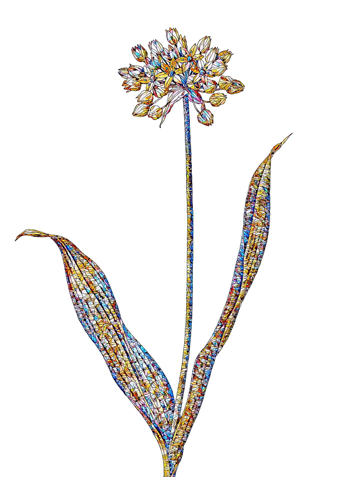 Stained Glass Amaryllis