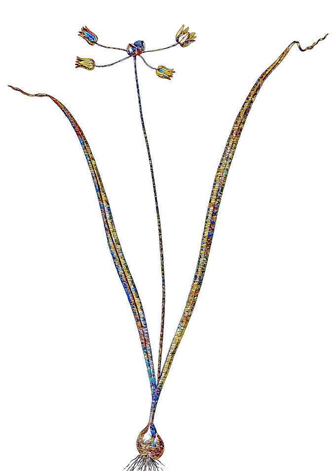 Stained Glass Amaryllis