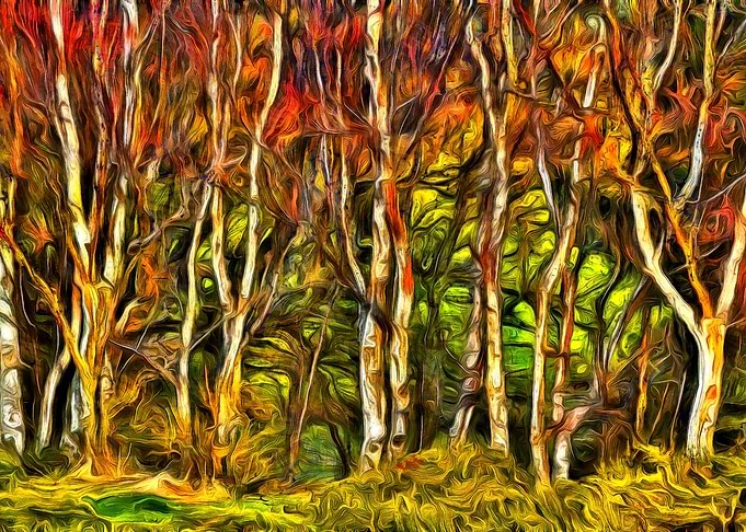 Silver Birch Dance