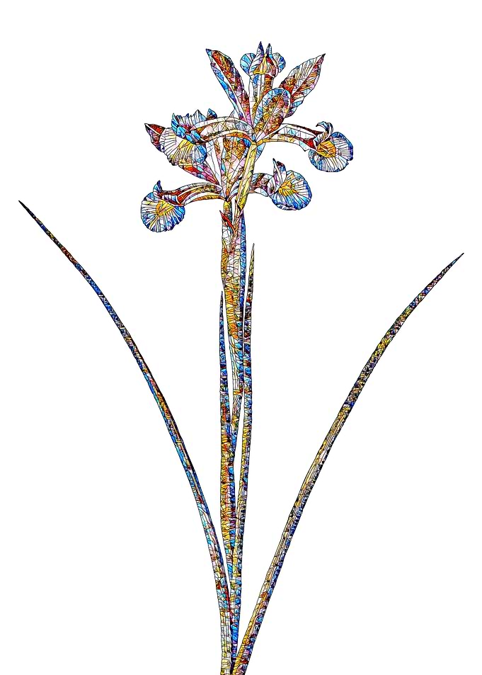 Stained Glass Iris Flower
