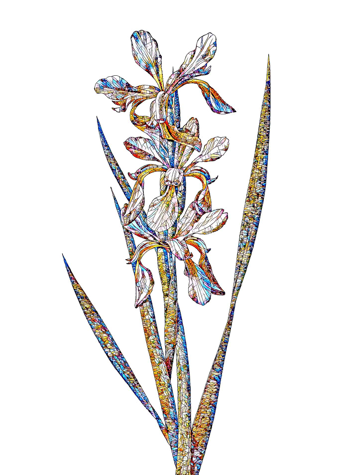 Stained Glass Iris Flower