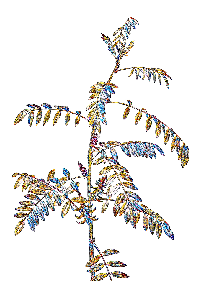 Stained Glass Botanical
