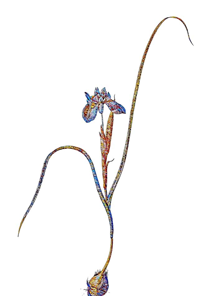 Stained Glass Botanical