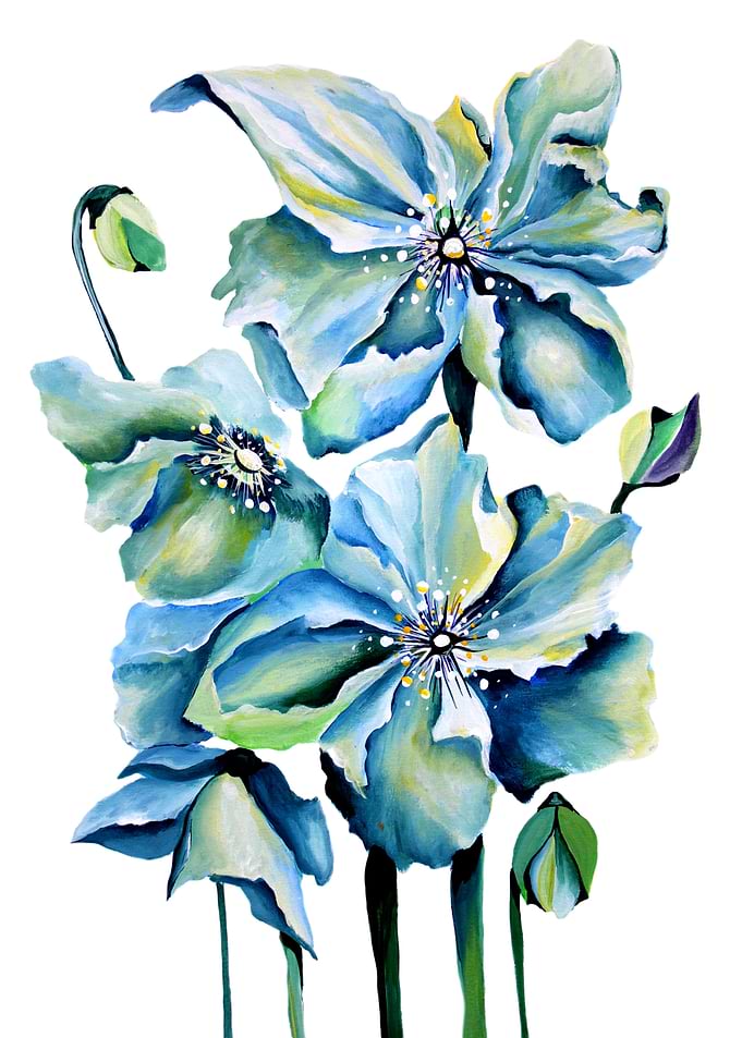 Himalayan Blue Poppy