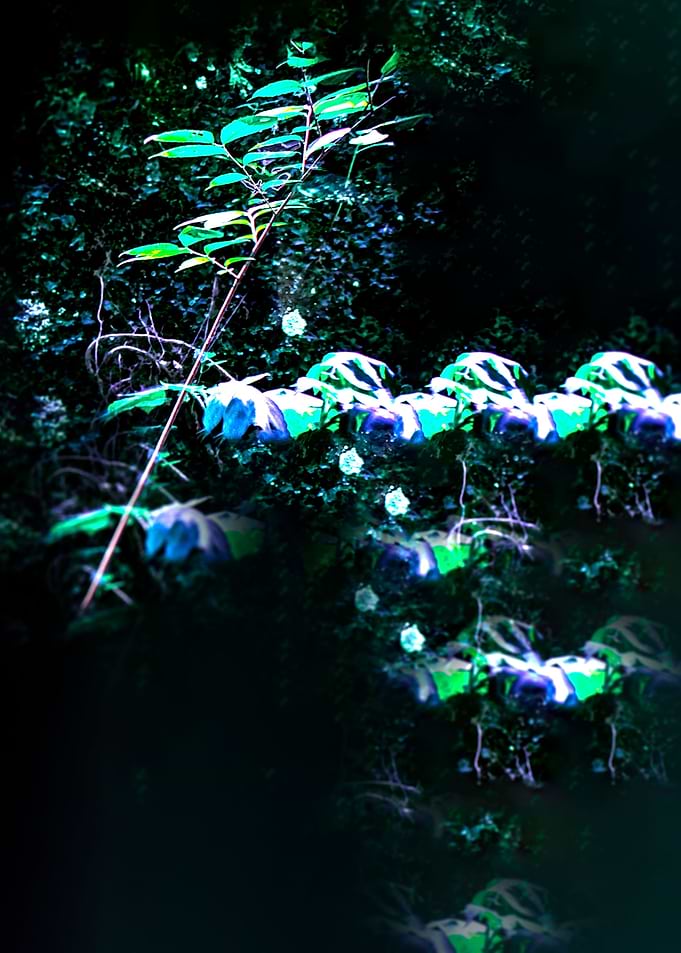 Image A