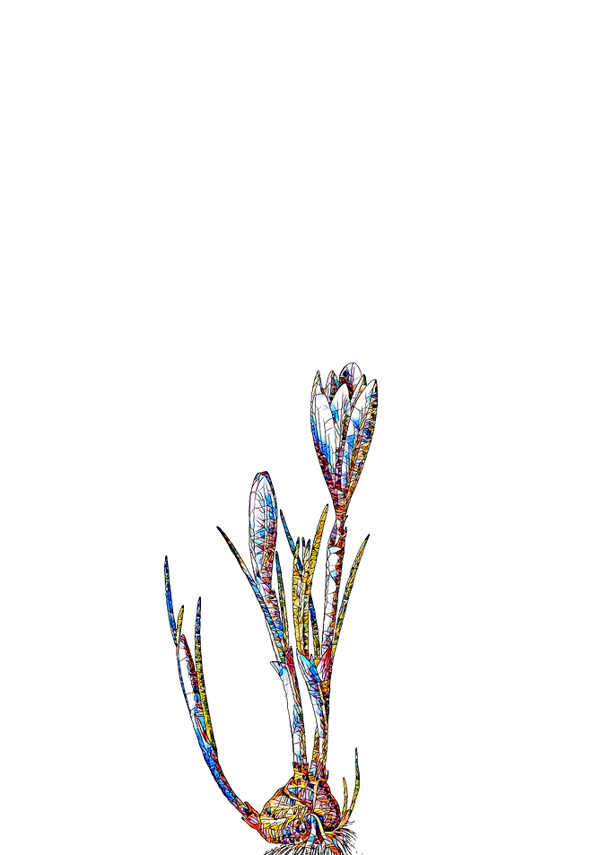 Stained Glass Crocus Flora