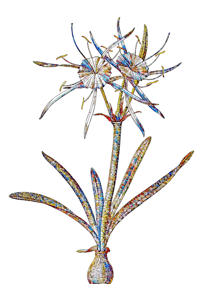 Prismatic Mosaic Floral