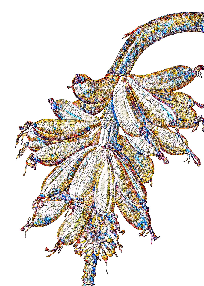 Stained Glass Botanical