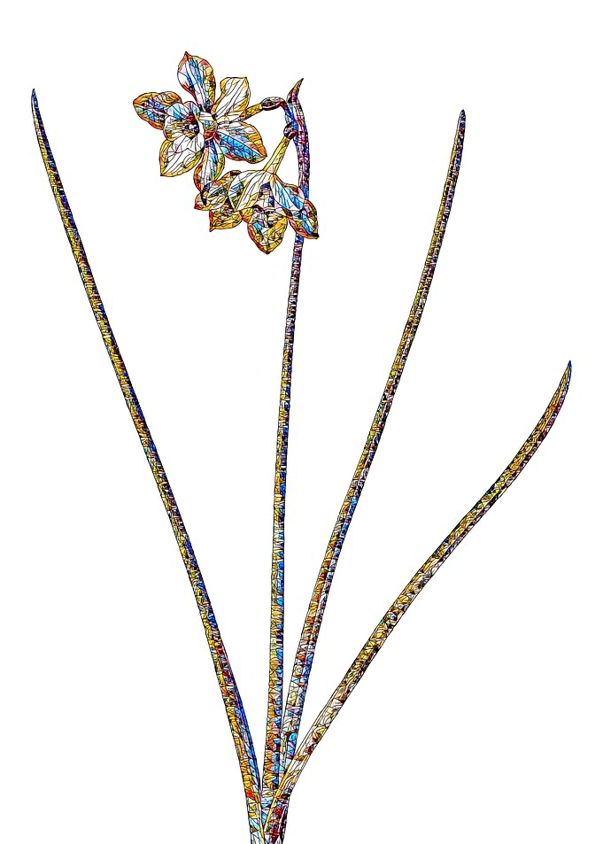 Stained Glass Narcissus