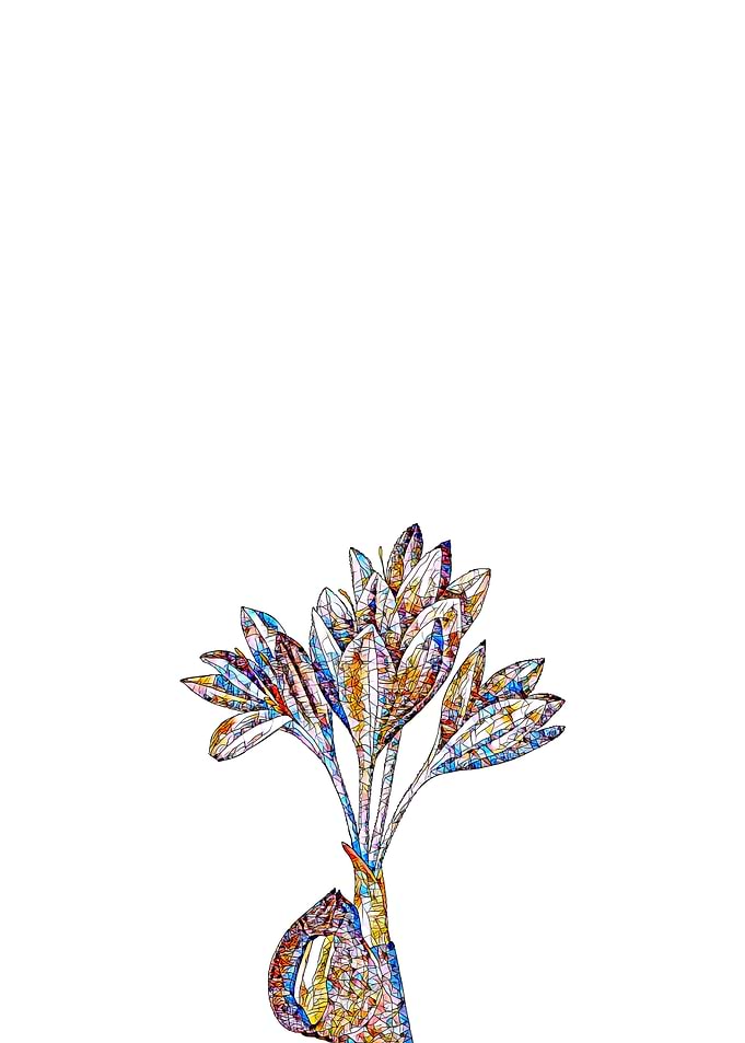 Stained Glass Crocus Flora