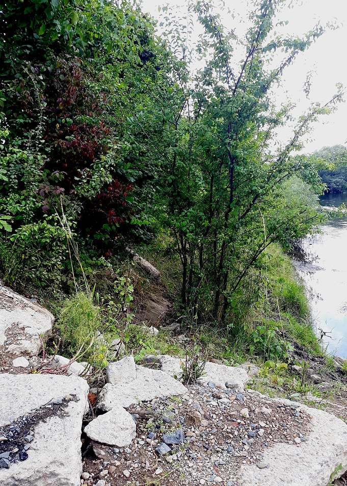 Nature by the river