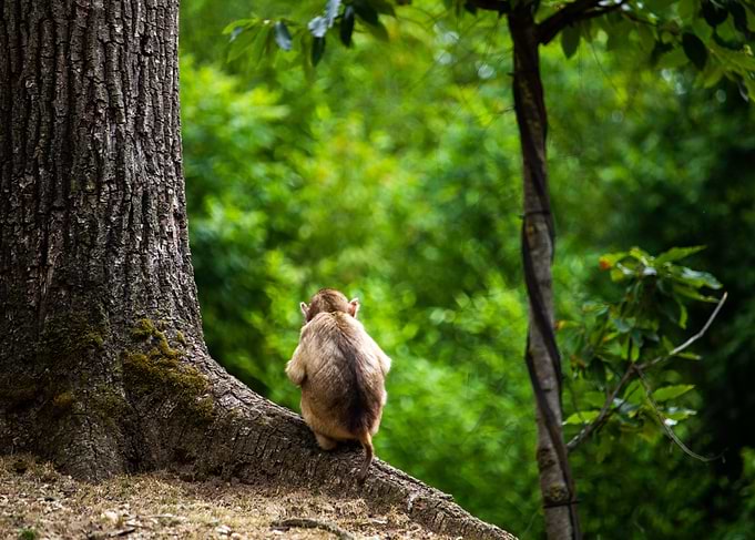 Tree sitting