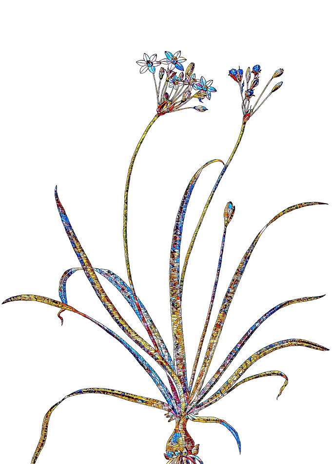Stained Glass Amaryllis