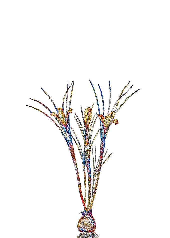 Stained Glass Crocus Flora