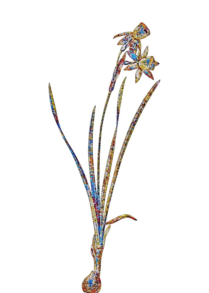 Stained Glass Narcissus