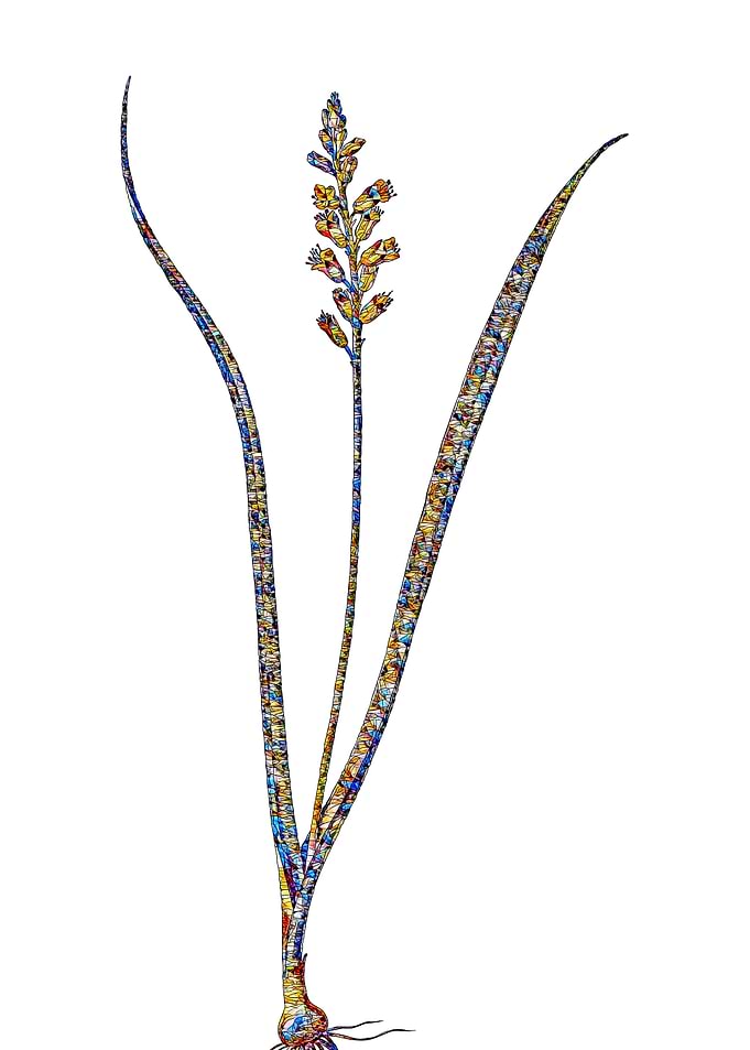 Stained Glass Botanical