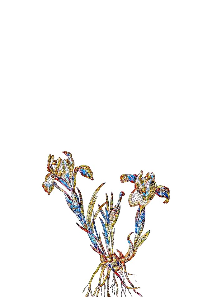 Stained Glass Iris Flower