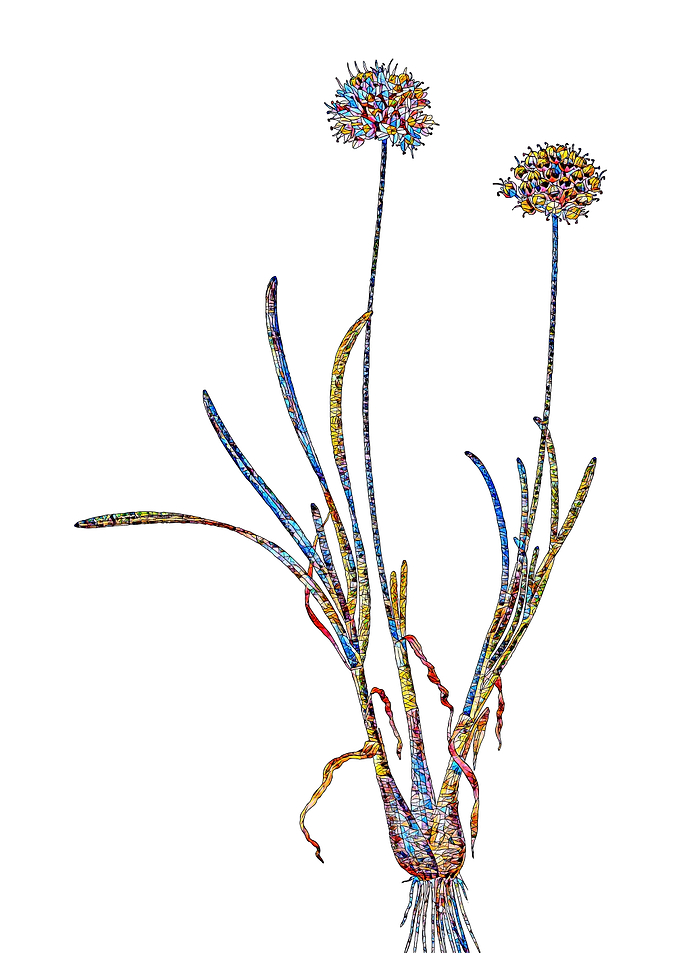 Stained Glass Amaryllis