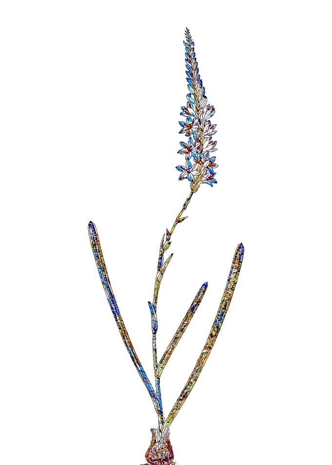 Stained Glass Ixia Flower