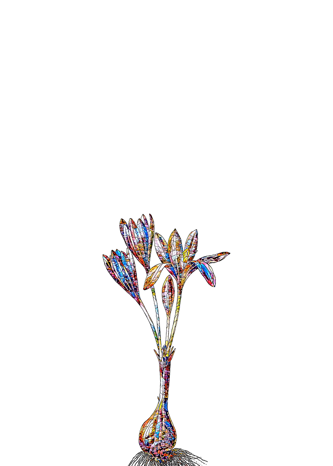 Stained Glass Crocus Flora