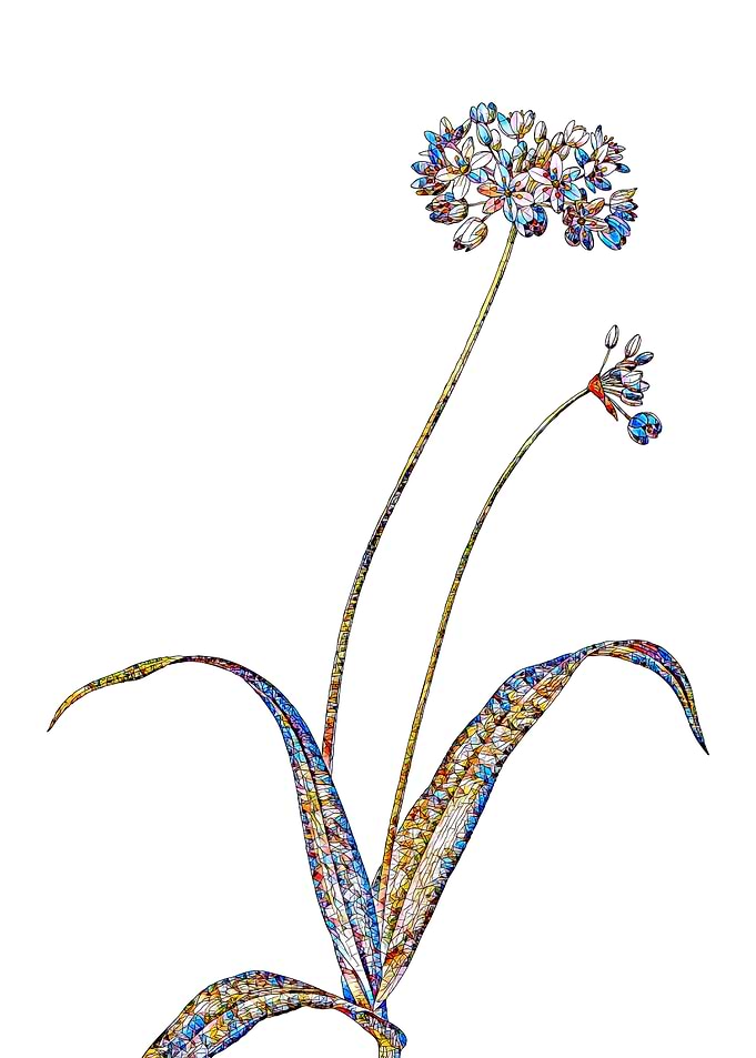 Stained Glass Amaryllis