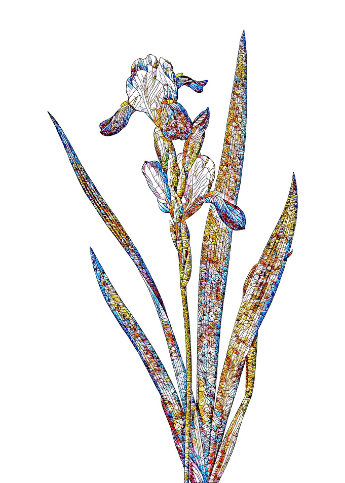 Stained Glass Iris Flower