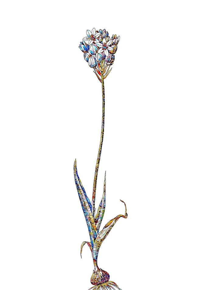 Stained Glass Botanical