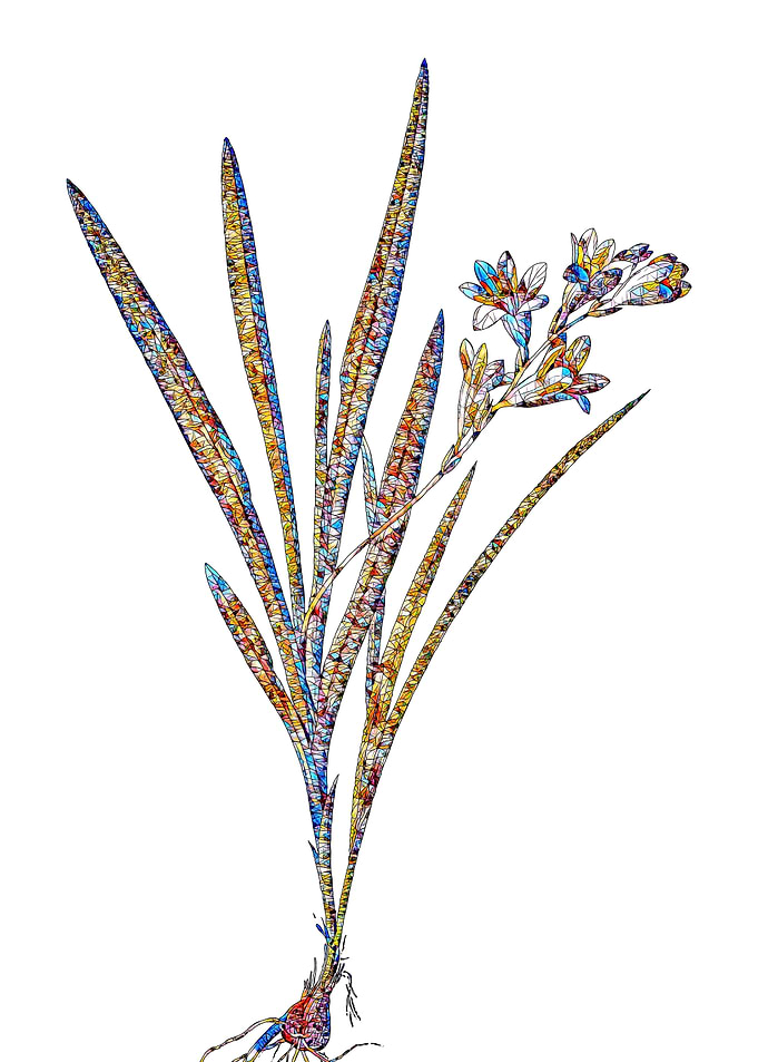 Stained Glass Gladiolus