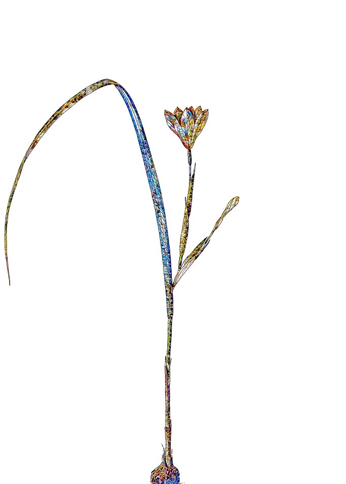 Stained Glass Tulip Flower