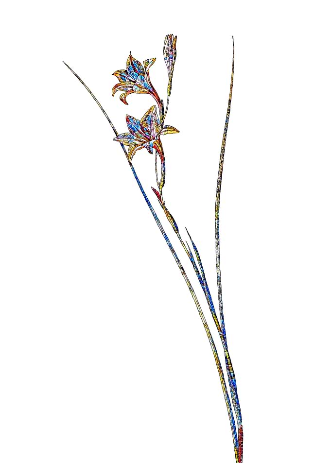 Stained Glass Gladiolus