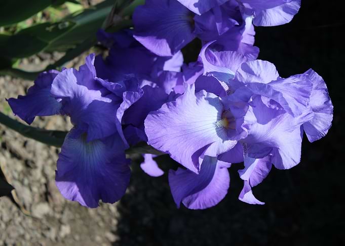 Flowers by David