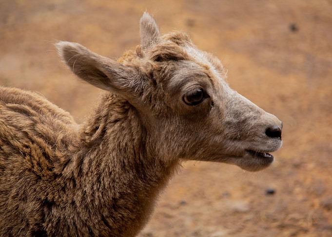 Cute